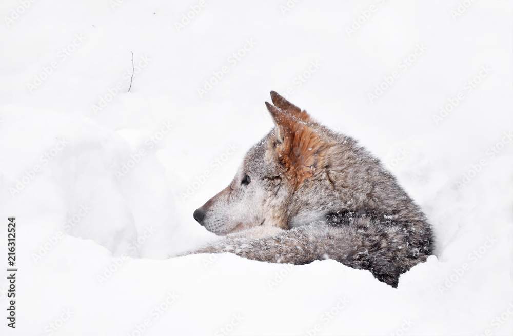 Fototapeta premium Grey wolf resting in deep snow winter den lair