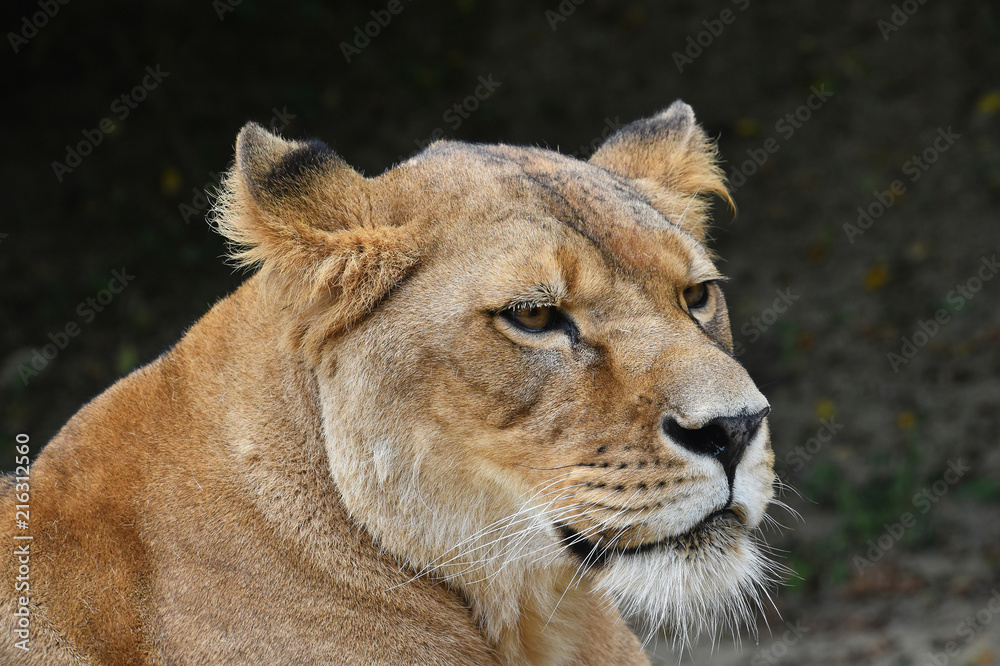 Close up portrait of female African lioness Close up portrait of female African lioness