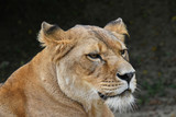 Close up portrait of female African lioness