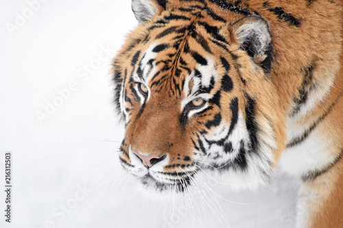 Close up portrait of Siberian tiger in winter snow