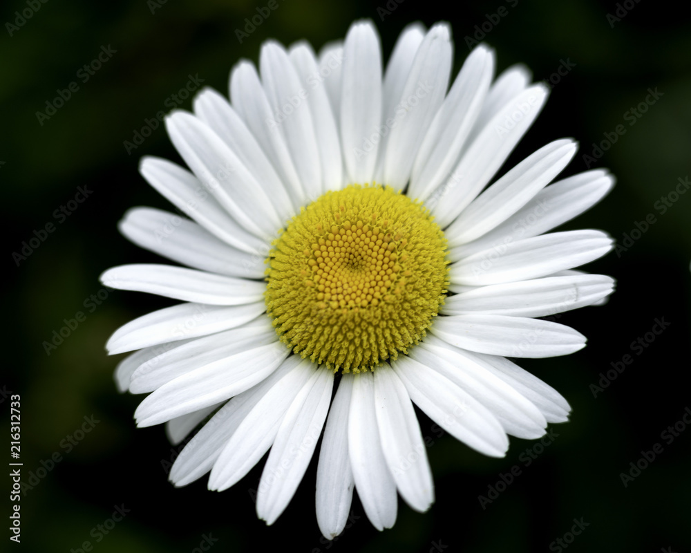 Obraz premium Daisy 2