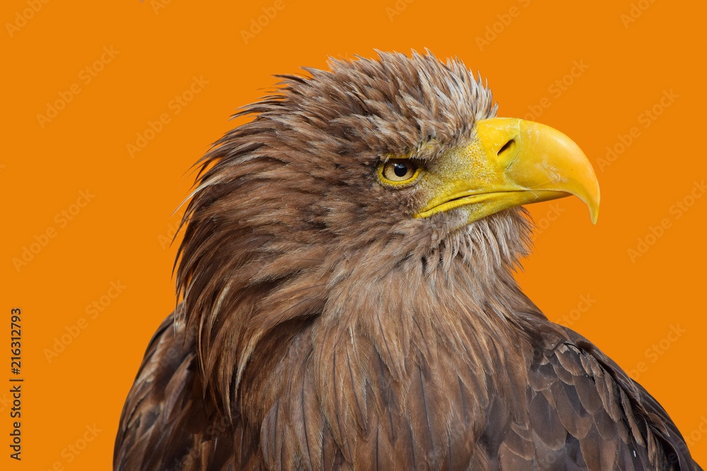 Close up profile portrait of white tailed eagle