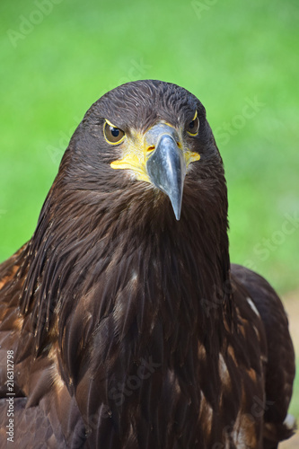 Close up front portrait of Golden eagle on green
