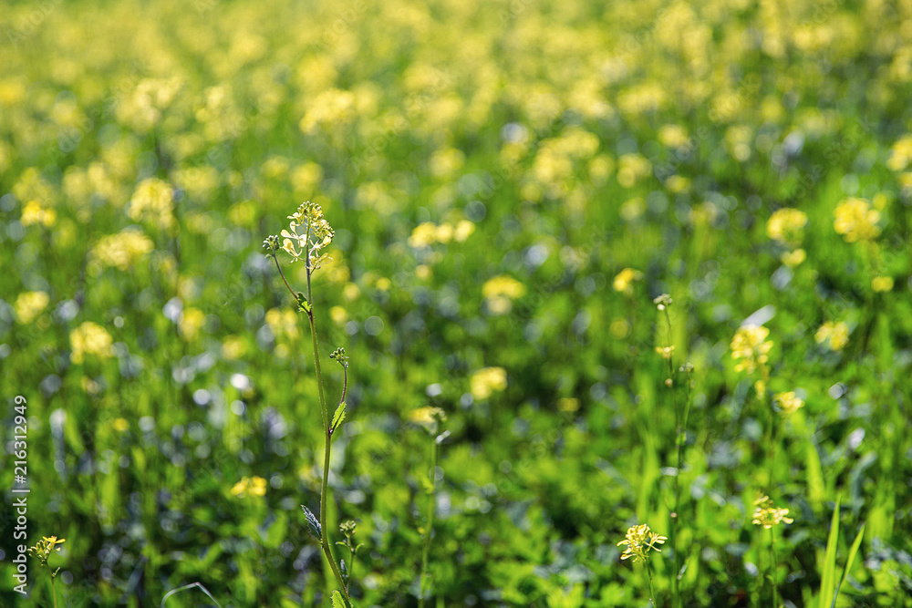 Field of blooming rapeseed Field of blooming rapeseed