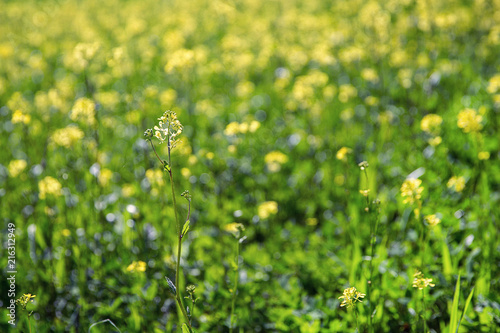 Field of blooming rapeseed