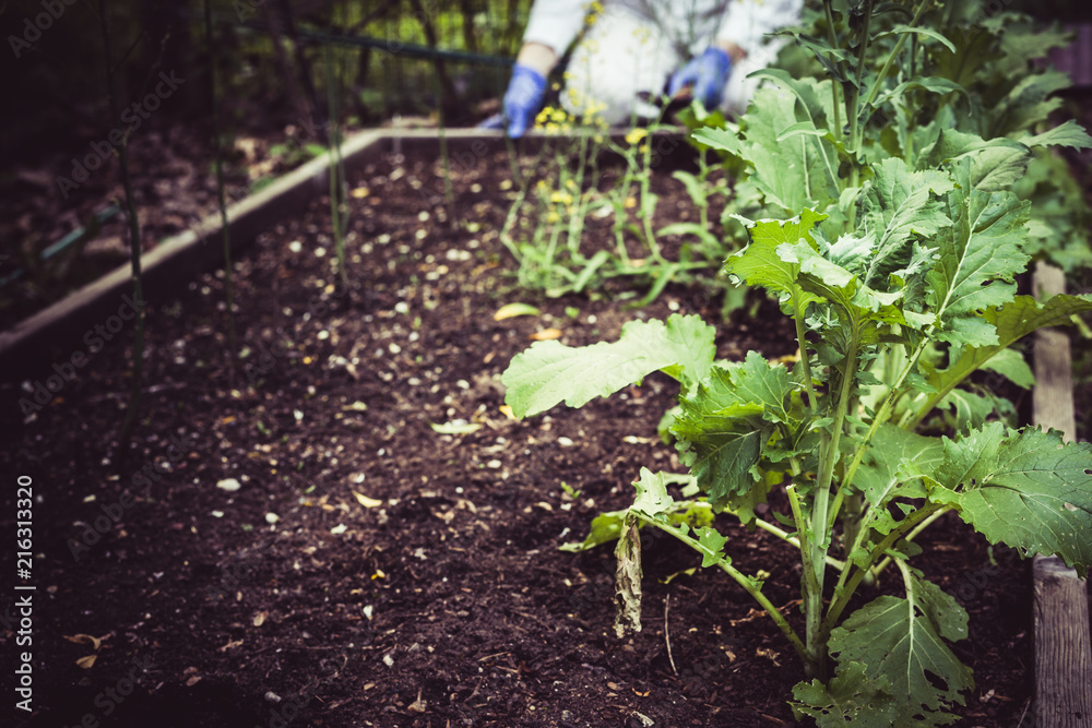 Gardening and planting. Kneeling by the bed. Gardening and planting. Kneeling by the bed.