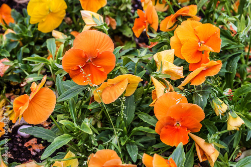 Fototapeta Naklejka Na Ścianę i Meble -  red poppy flowers and orange in spring