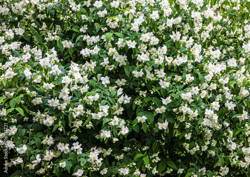 Jasmine white flowers, blossoming tree in spring