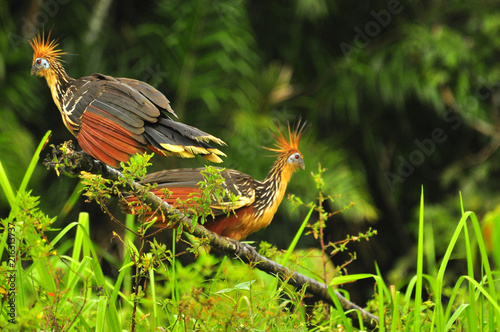 Hoatzin in the yasuni national park, ecuador photo