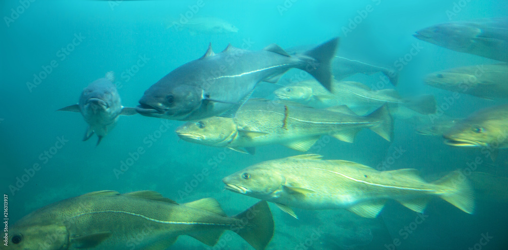 Fototapeta premium Sea cod fishes floating under water in aquarium