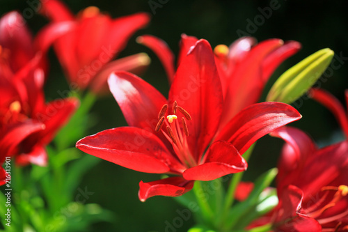 Flowering lily in the garden in the summer. Natural blurred background. At sunset.