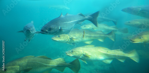 Sea cod fishes floating under water in aquarium