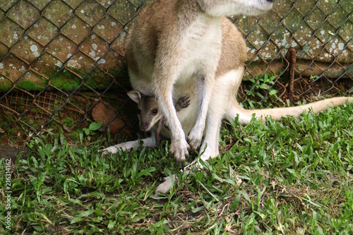 こどものカンガルー