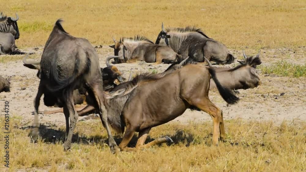 Large wildebeest calf sucking mothers for milk Large wildebeest calf sucking mothers for milk