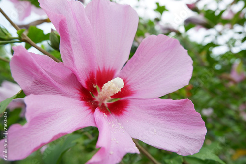 Flower of pink hibiscus on bush close-up.