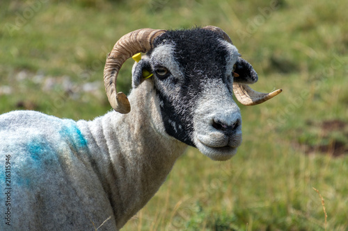 Portrait of a goat near the village of Conistone in the Yorkshire Dales National Park photo