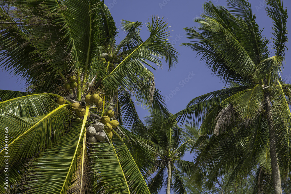 coconut trees in the wind