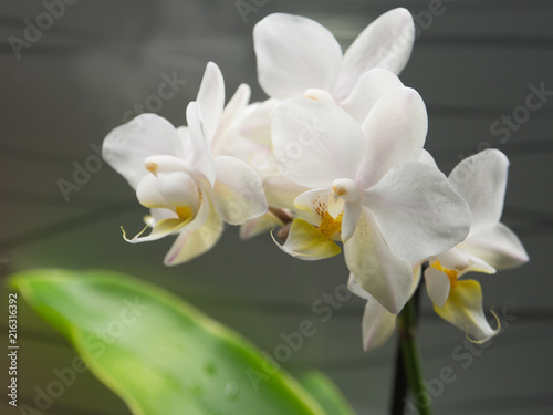 Fototapeta Naklejka Na Ścianę i Meble -  Beautiful White Orchid