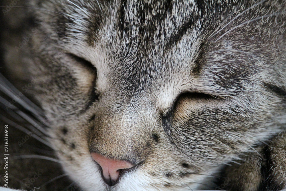 Katze3 Katze3