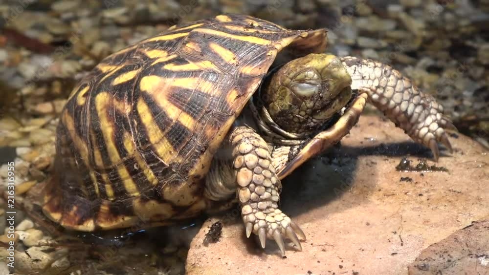 A Box Turtle Resting in water against a rock A Box Turtle Resting in water against a rock