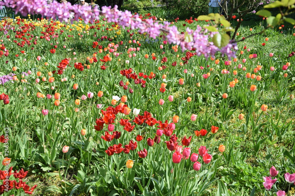 Tulpen in einem Garten