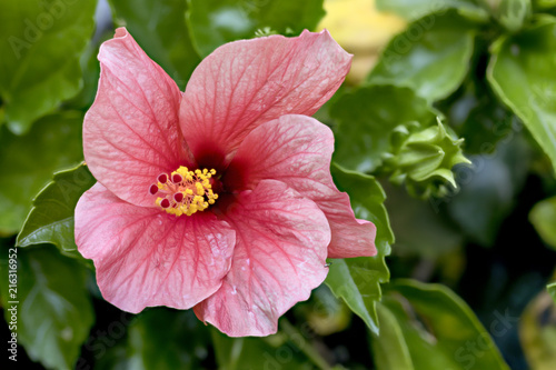 Hibiskus blüte Nahaufnahme