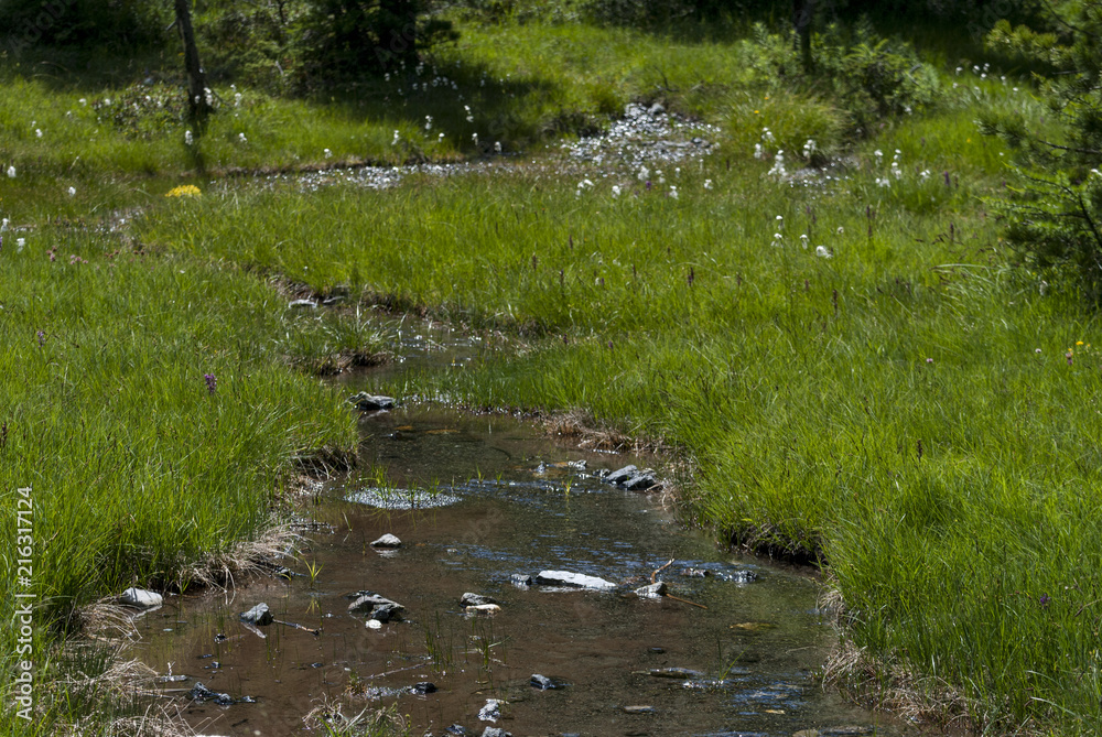 Fototapeta premium river, stream