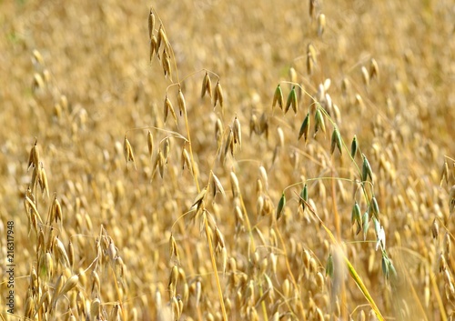 Ripe ears of oats on the summer field