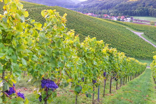 Weintrauben an der Rebe im Weinberg photo