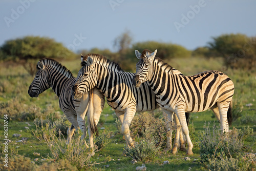 Plains zebras (Equus burchelli) in natural habitat, Etosha National Park, Namibia.