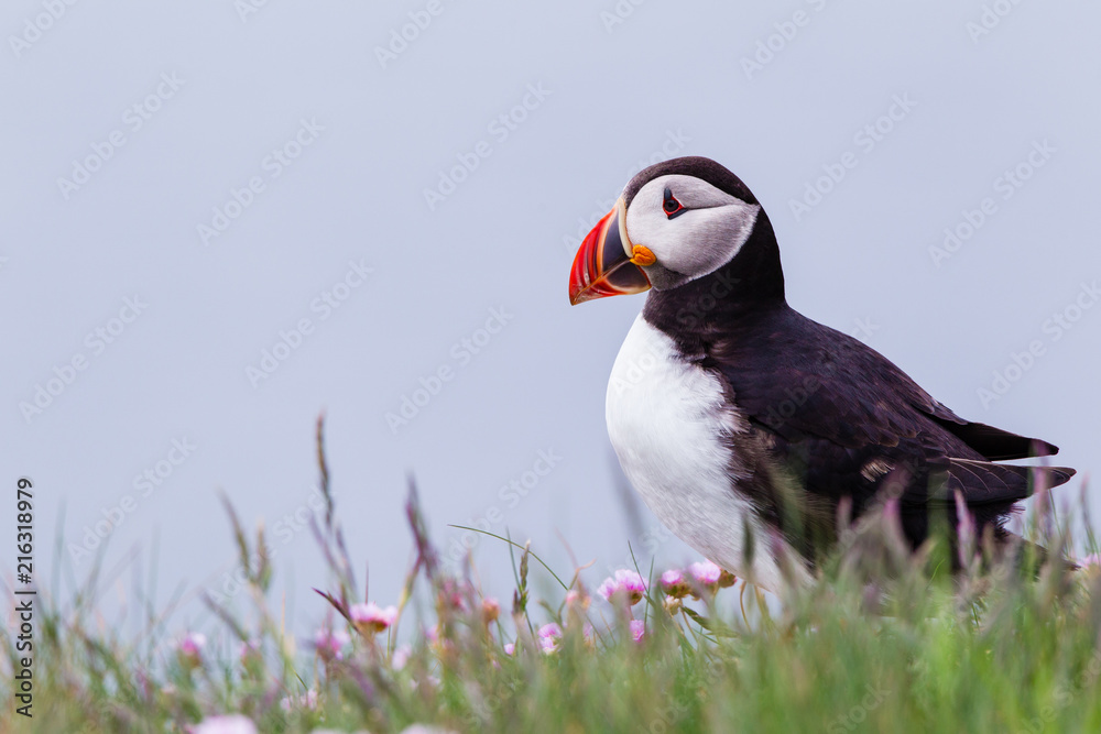 Fototapeta premium Pulcinella di mare fratercula arctica delle isole shetland