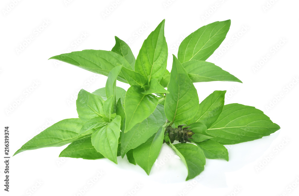 Basil leaves isolated on white background. Basil leaves isolated on white background.