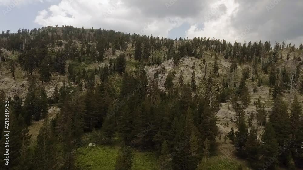 Aerial shot of tall Northern Californian trees with no buildings in sight Aerial shot of tall Northern Californian trees with no buildings in sight
