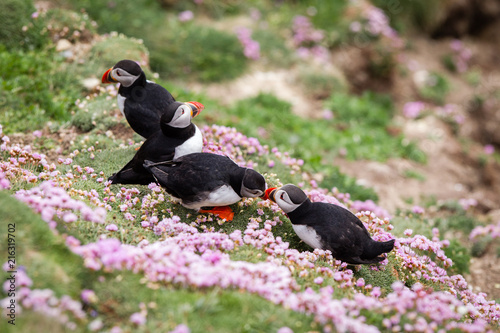 Pulcinella di mare fratercula arctica delle isole shetland