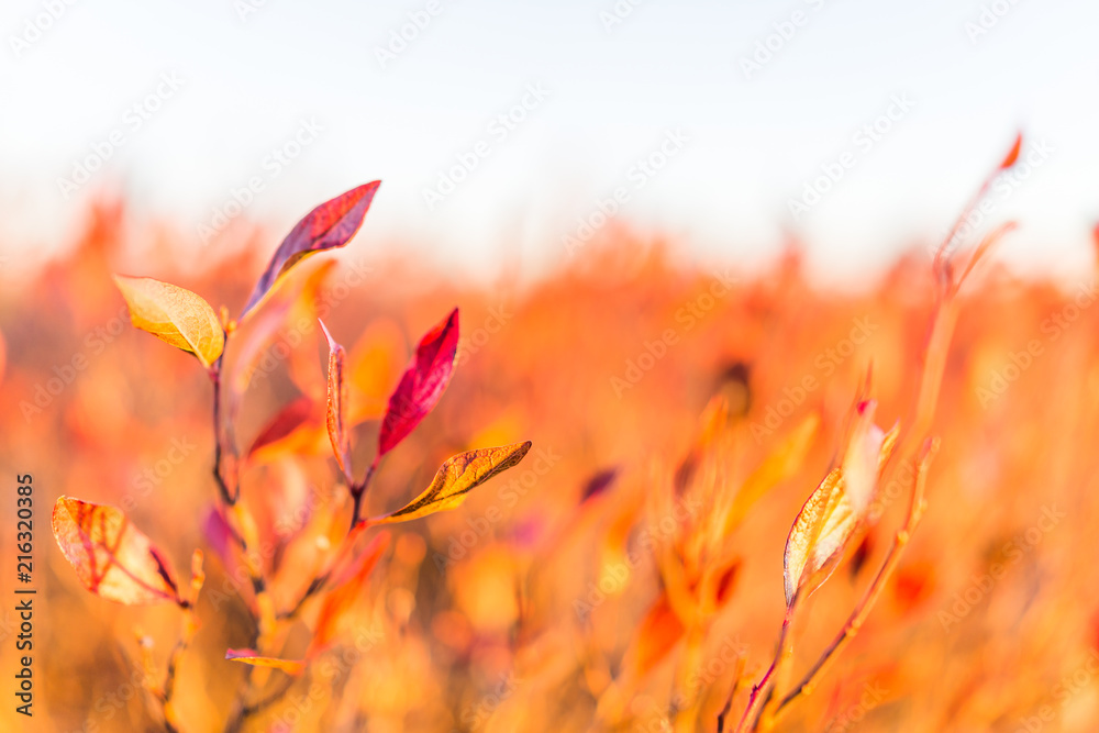 Many colorful red blueberry bushes in autumn fall showing detail, texture and pattern in West Virginia Many colorful red blueberry bushes in autumn fall showing detail, texture and pattern in West Virginia