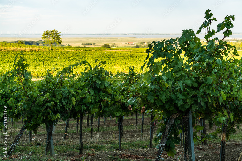 Weingarten auf einer Anhöhe mit Blick in die weite Landschaft bis zum See