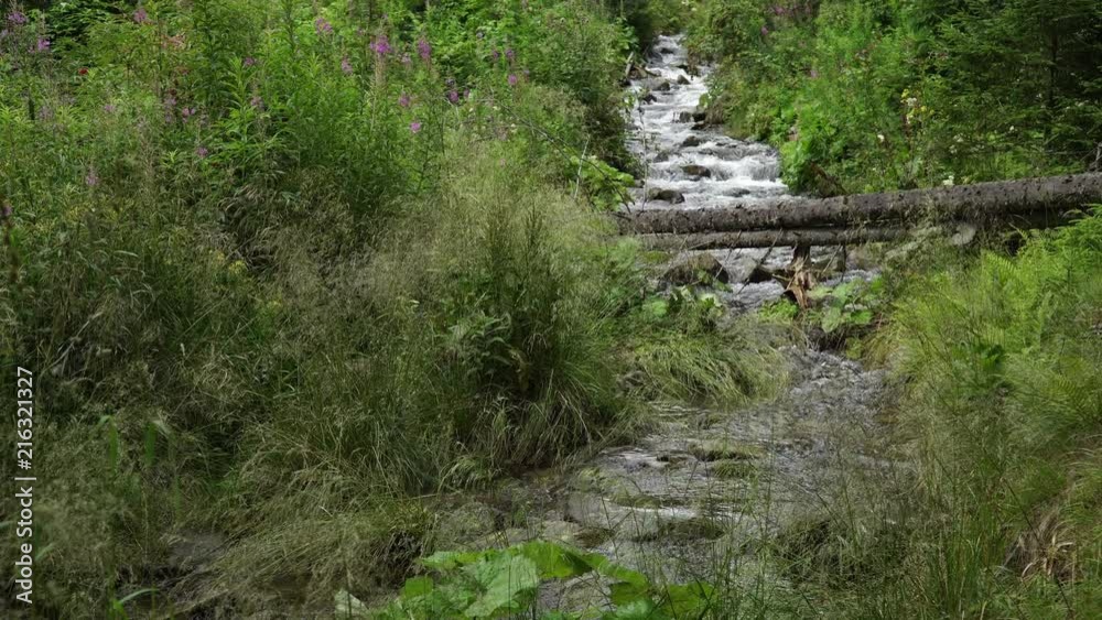 The mountain river flows along the mountainside among green plants and trees in summer The mountain river flows along the mountainside among green plants and trees in summer