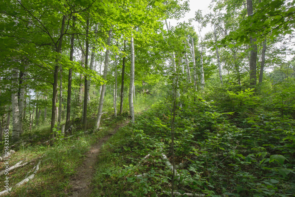 Fototapeta premium Trail within the Bruce Trails Splitrock Narrows