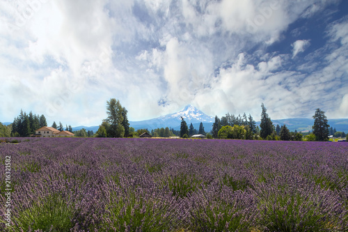 Fototapeta Naklejka Na Ścianę i Meble -  Lavender Field in Hood River Oregon with Mt. Hood view