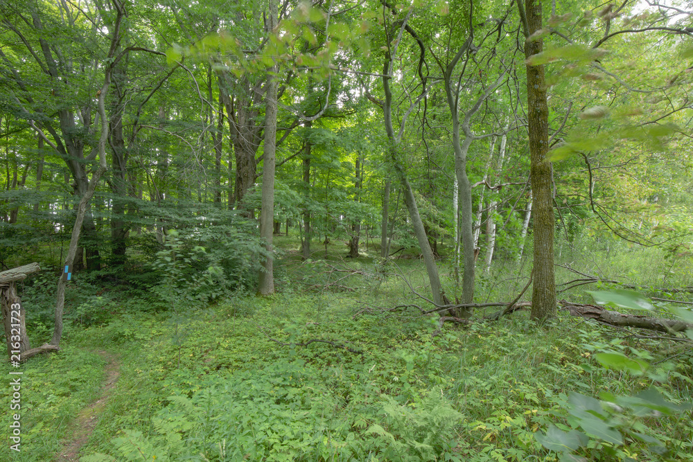 Obraz premium Trail within the Bruce Trails Splitrock Narrows