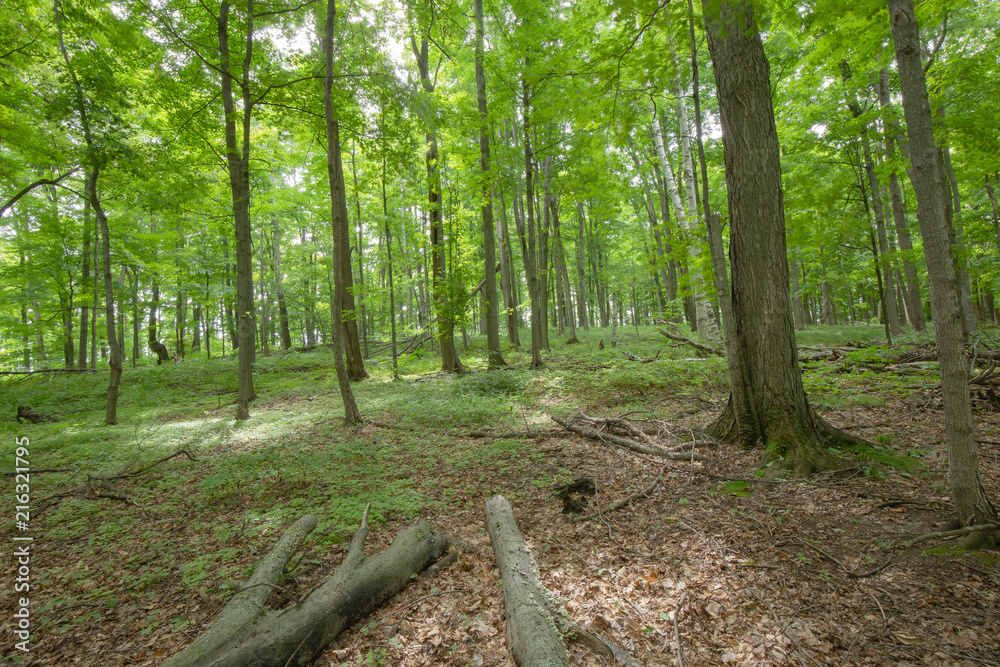 Obraz premium Peaceful Open Forest View within the Bruce Trails Splitrock Narrows