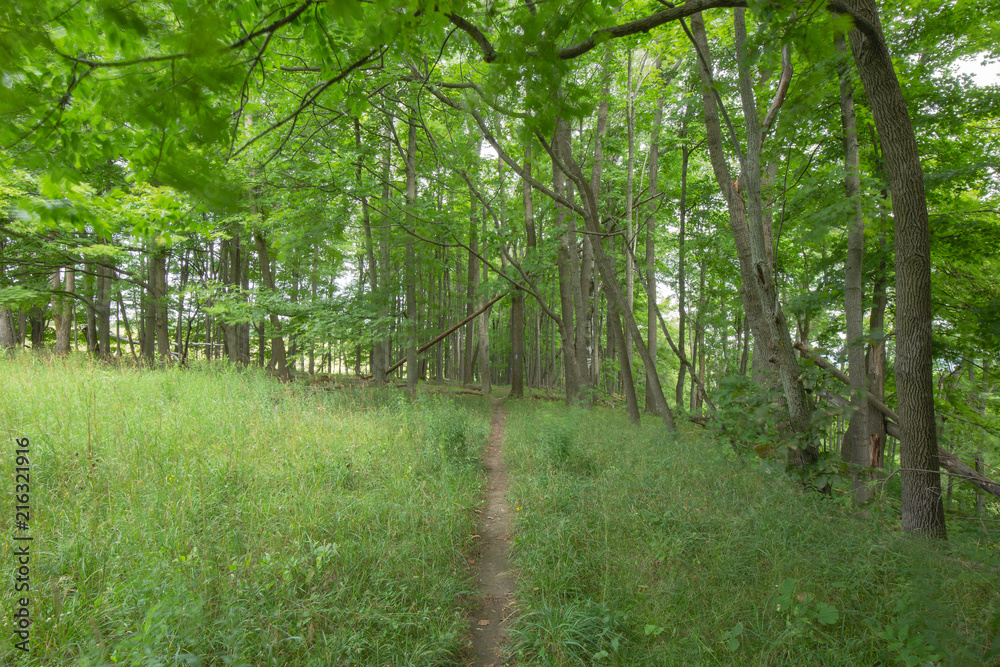 Fototapeta premium Trail within the Bruce Trails Splitrock Narrows