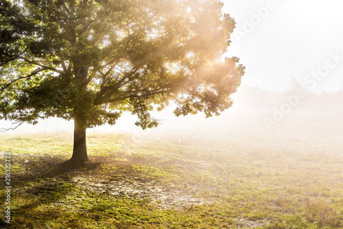 One large green tree in autumn with orange leaves in mist, fog, and sun rays breaking, shining through foggy silhouette in morning countryside concept photo