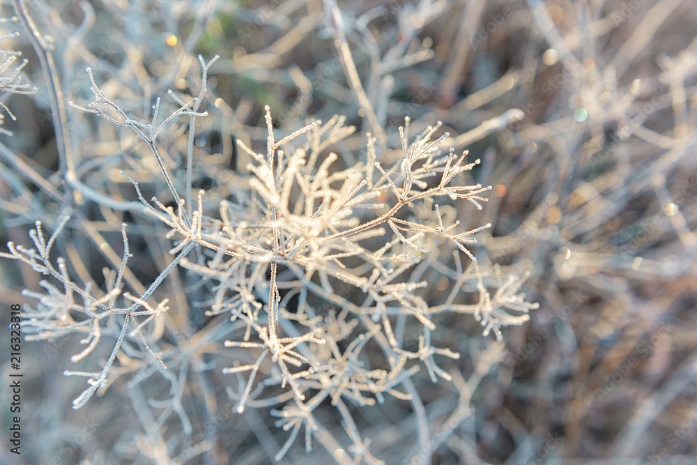 Macro closeup of frost ice crystals on dry umbrella plant in morning sunrise during winter, autumn Macro closeup of frost ice crystals on dry umbrella plant in morning sunrise during winter, autumn