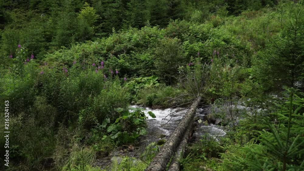 The mountain river flows along the mountainside among green plants and trees in summer The mountain river flows along the mountainside among green plants and trees in summer