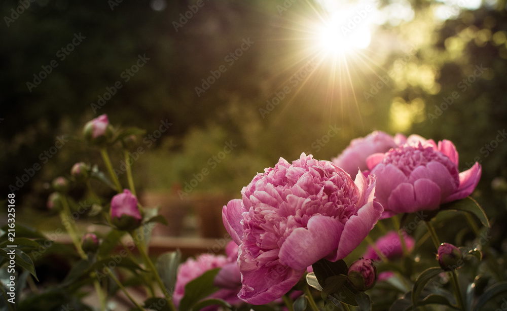 Fototapeta premium Sunset Rose