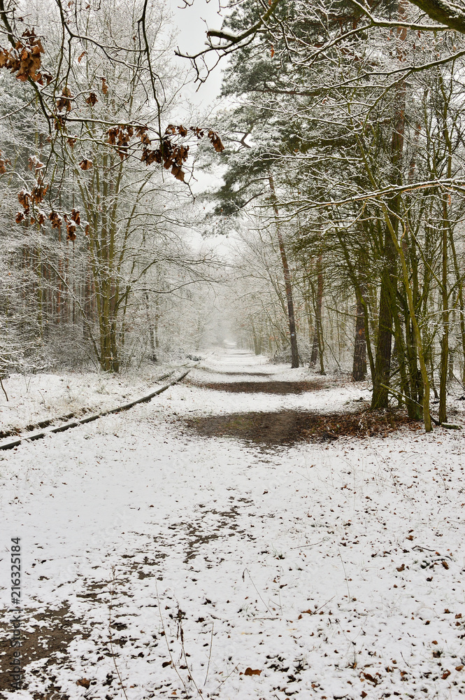 Zasypany śniegiem las w zimowy, ponury, pochmurny dzień. - obrazy, fototapety, plakaty 