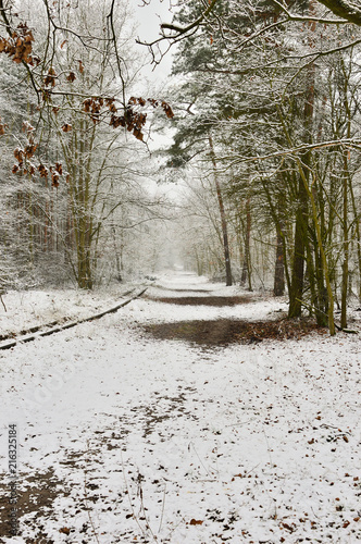 Fototapeta Naklejka Na Ścianę i Meble -  Zasypany śniegiem las w zimowy, ponury, pochmurny dzień.