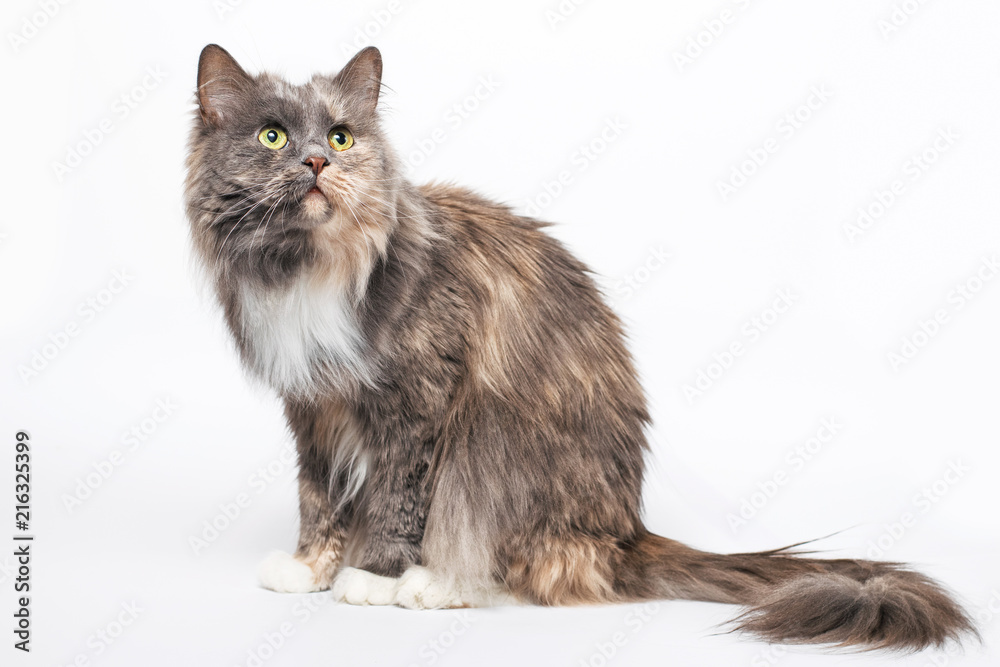 Gray cat with white paws on a white background