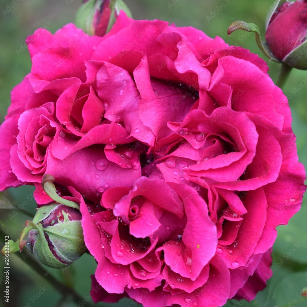 Blumen Träume Blumen Träume